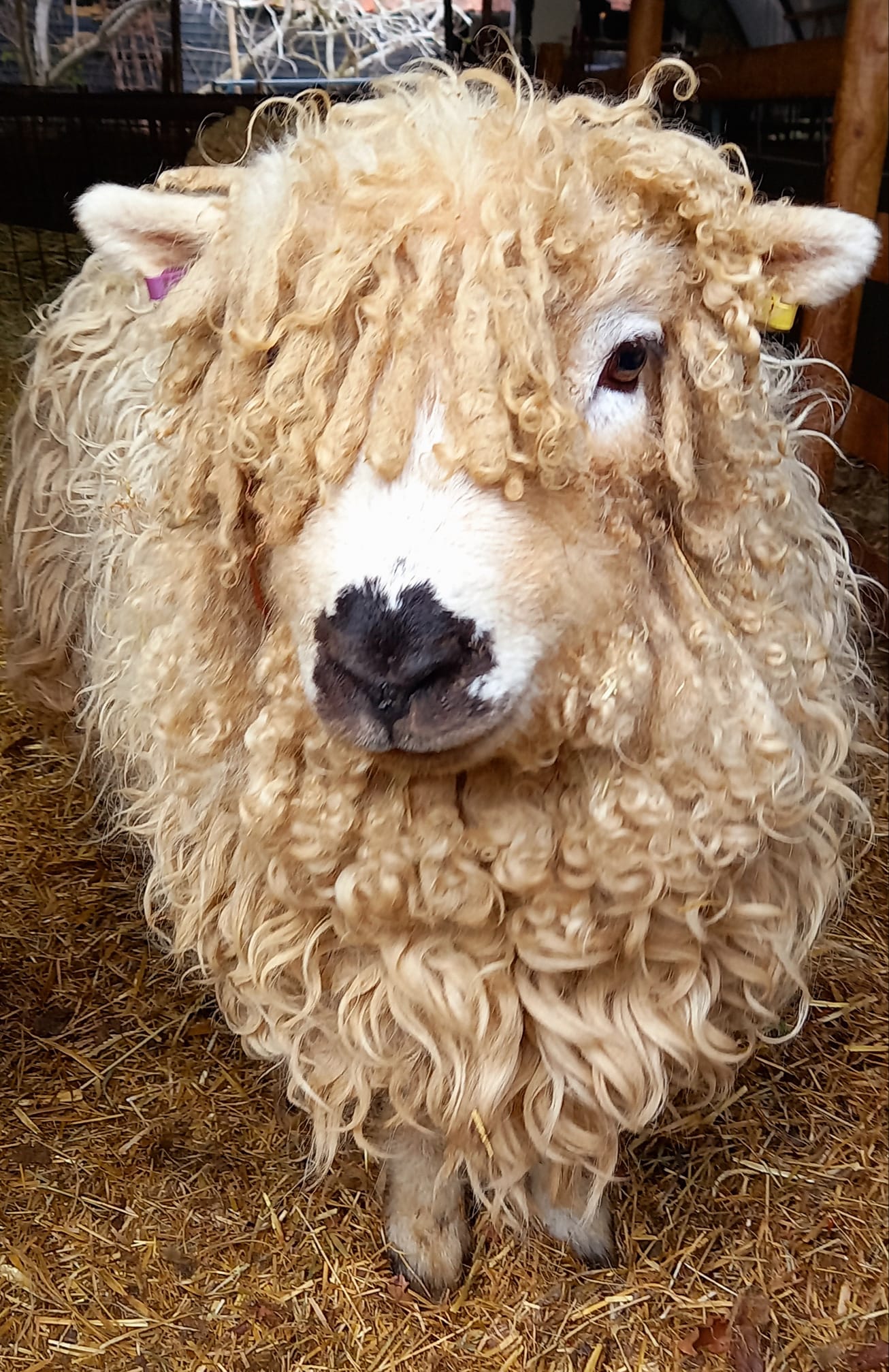Our animals - sheep | Baylham House Farm